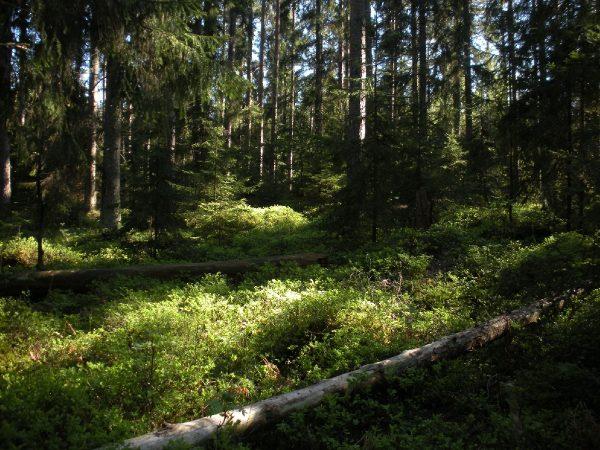 skog