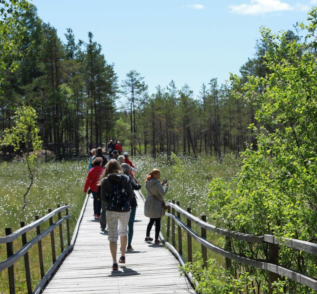 en gångbro i naturen