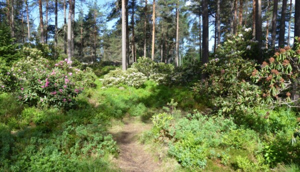 Rododendronpark.
