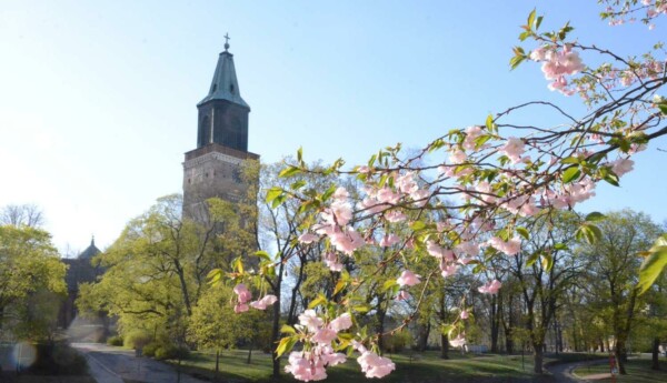 Blommande körsbärsträd med Domkyrkan i bakgrunden.