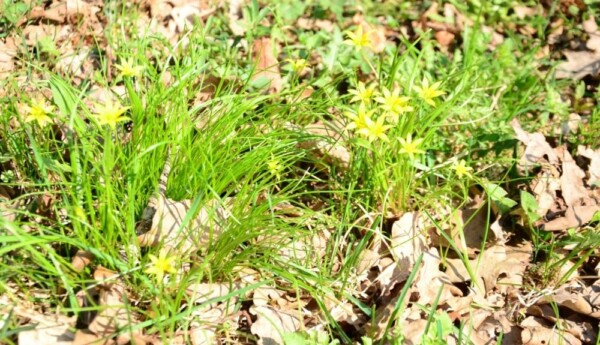 liten gul blomma