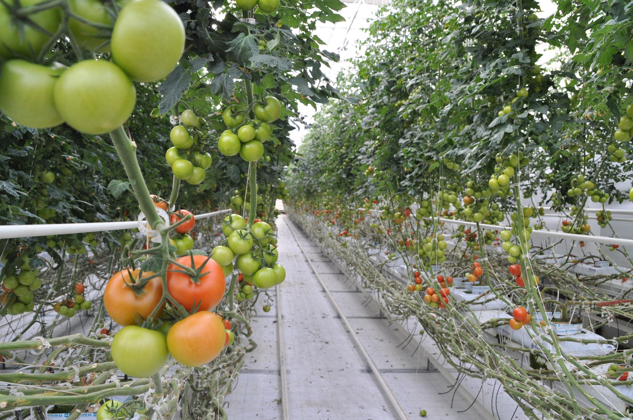 tomatplantor i långa rader