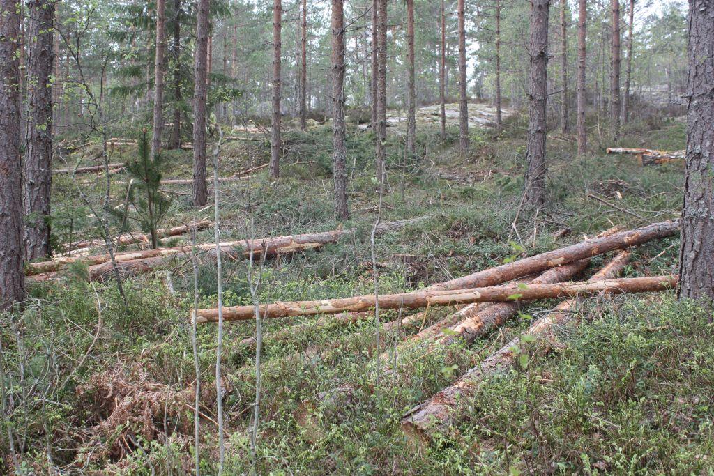 Skog, trädstammar och avverkade träd på marken.