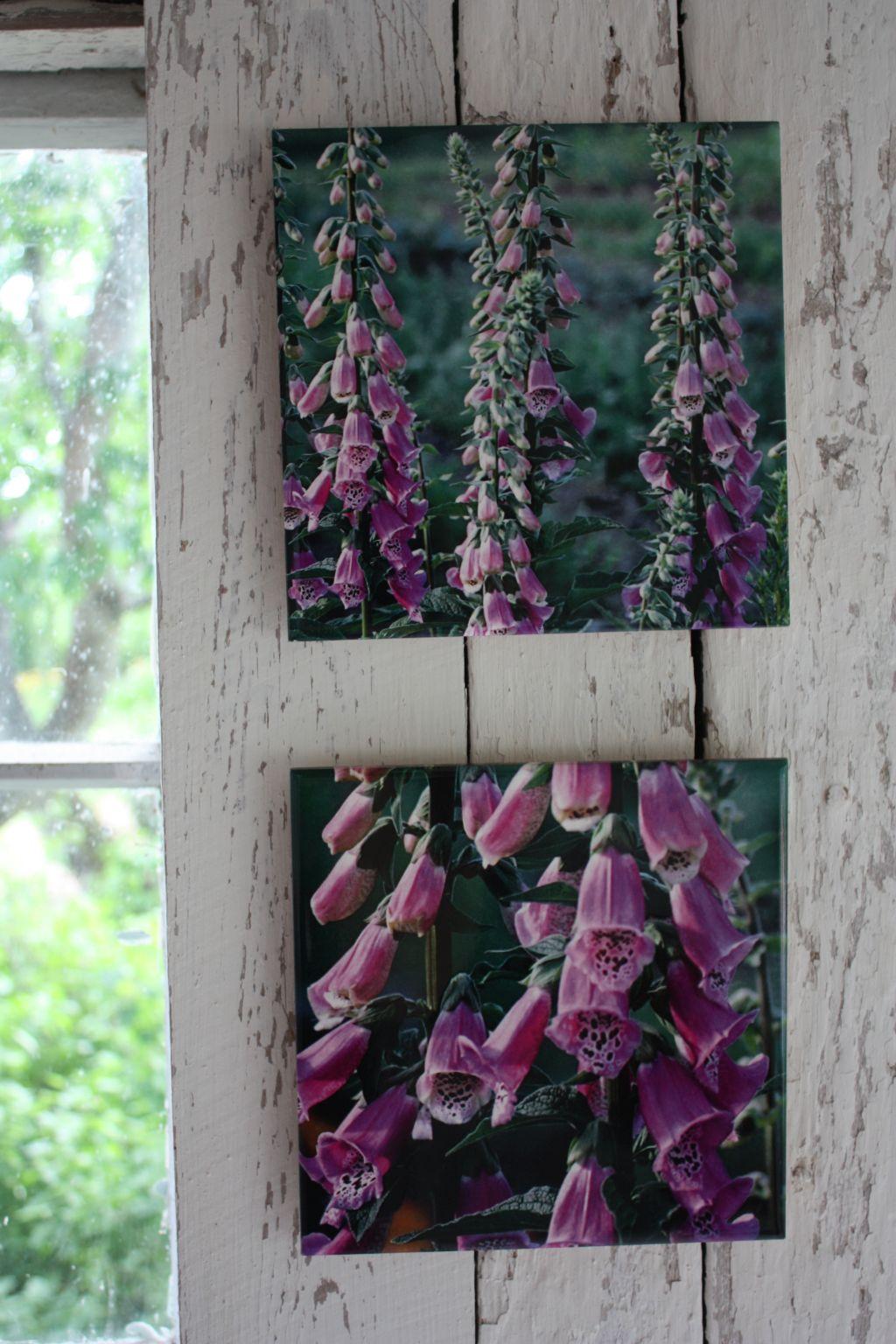 Två kakeltavlor med tryck av fotografier på fingerborgsblommor.
