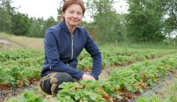 Kvinna bland jordgubbsplantor.