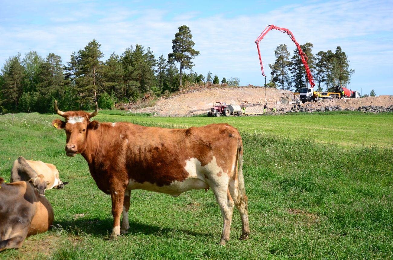 Bland annat tack vare en kulle med bra sandjord har bygget förlöpt fint. Foto: Anja Kuusisto