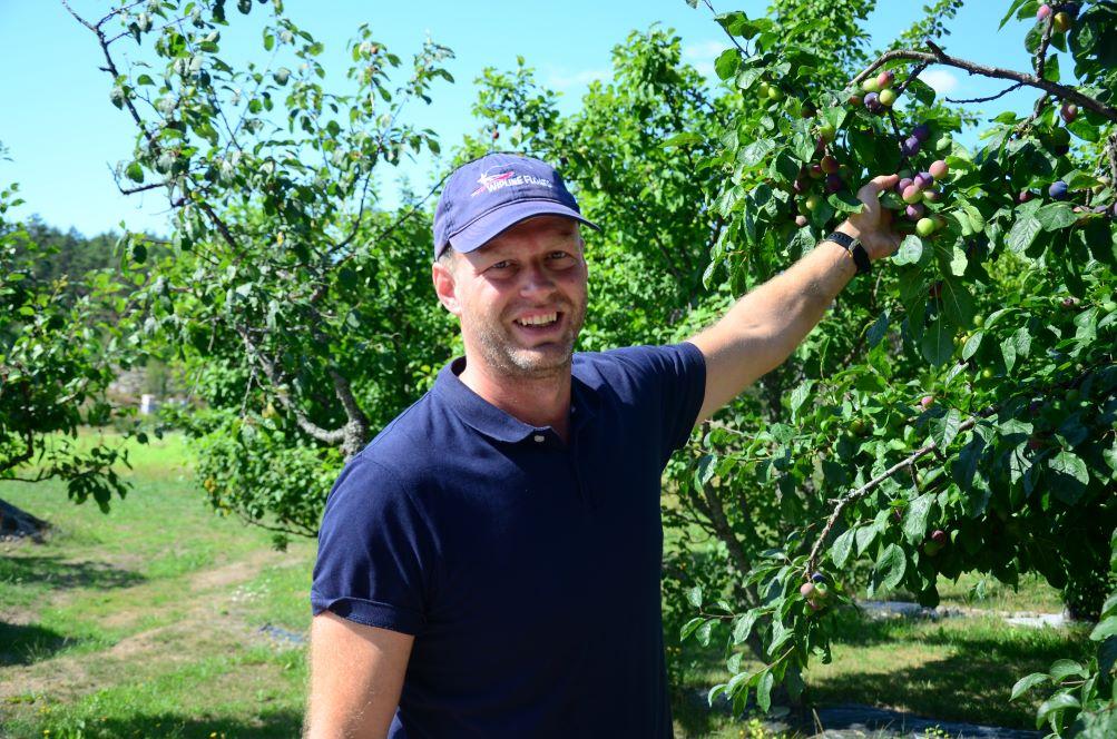 Määttä framför plommonträd