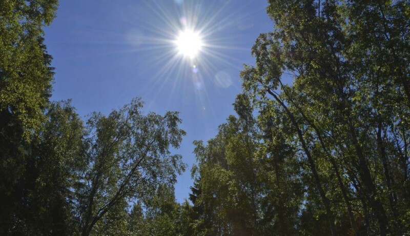 solsken och lövträd