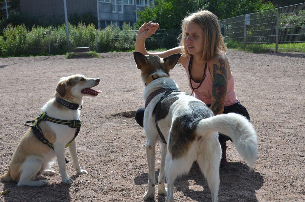 En kvinna sitter på huk och håller upp en hundgodis för två hundar