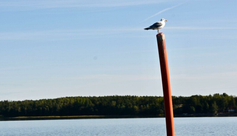 En mås som sitter på ett sjömärke.