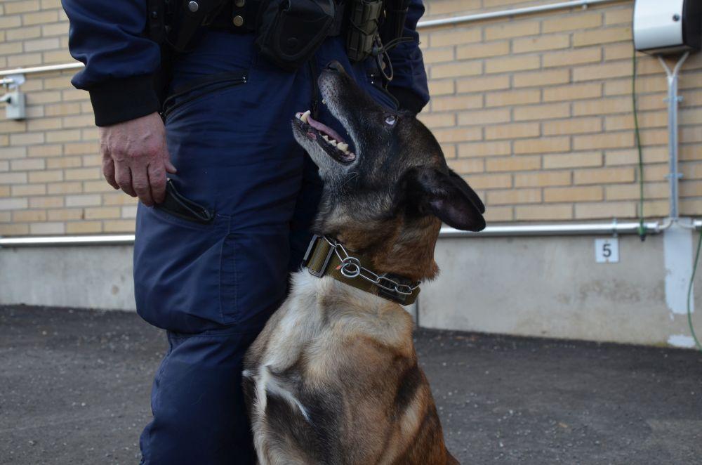 En hund tittar upp på sin husse. 