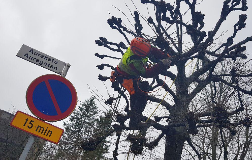 Man klättrar i träd för att klippa grenar