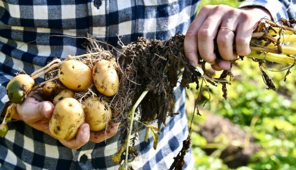 Potatis som grävts upp