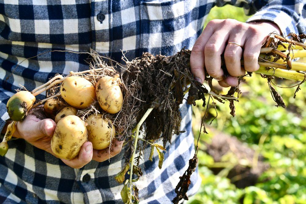 Potatis som grävts upp