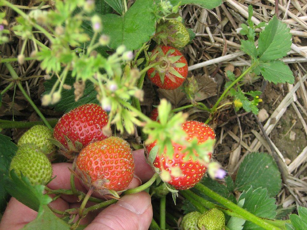 Jordgubbar plockar från en planta