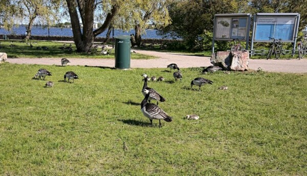 Vitkindad gås
