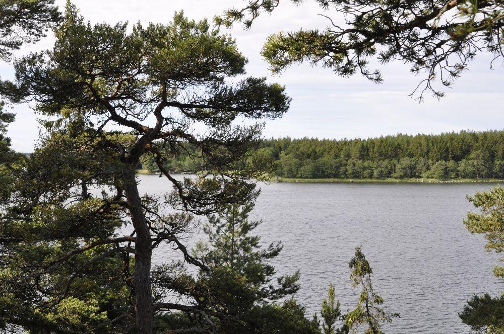 Utsikt från ett berg. Havet syns under berget, men utsikten skyms något av krokiga tallar.
