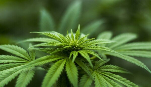 Cannabisblad.