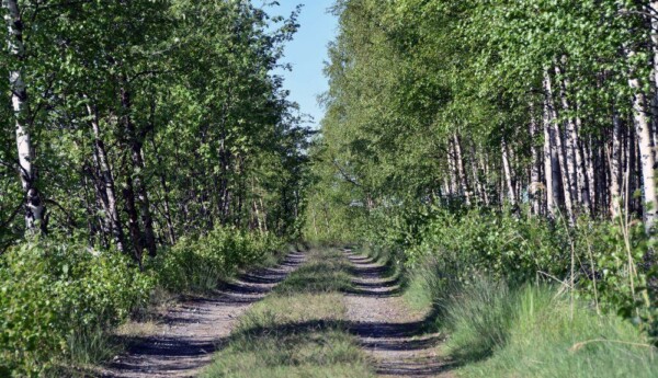 En sandväg genom skogen.