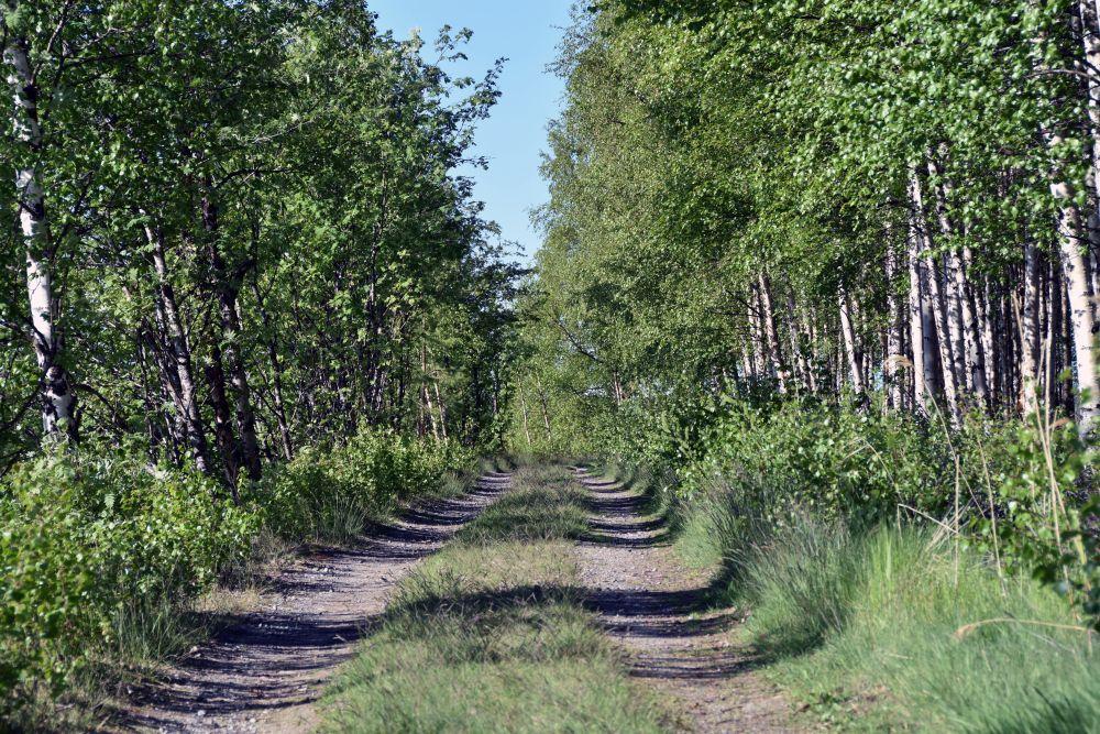 En sandväg genom skogen.