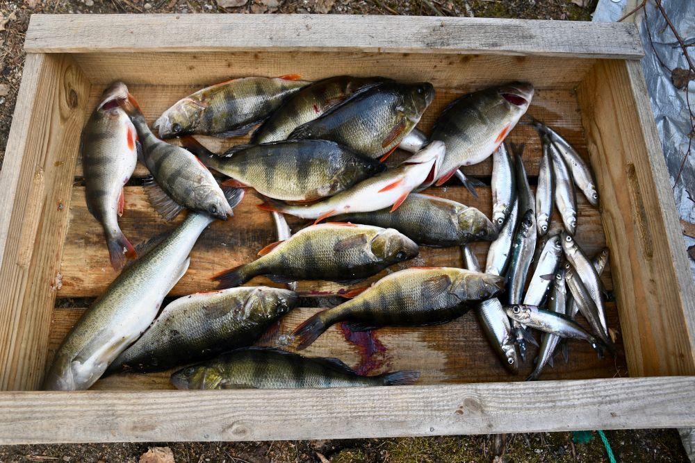 Nyfångad fisk i trälåda