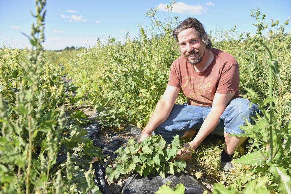 Anders Abrahamsson visar upp sina batatplantor ute på en åker.
