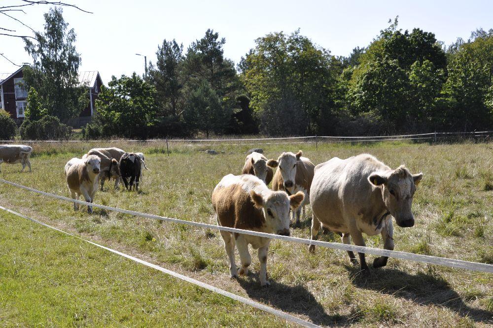 Några kor i en grön hage kommer gående i riktning mot kameran.