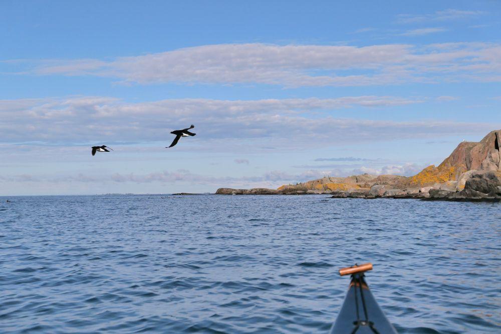 Fåglar flyger över havet.