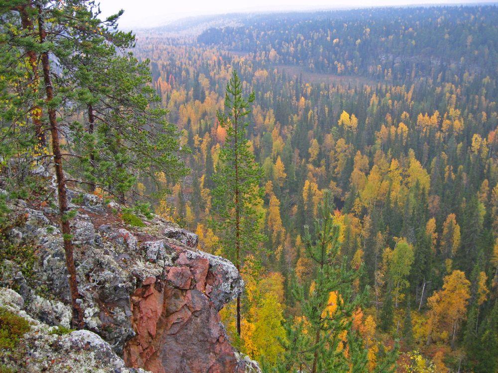 Röd-grön-gul skog fotad uppifrån ett berg.