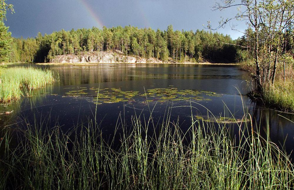 Litet träsk omgett av skog