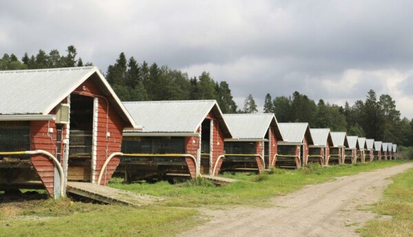 Flera små lador bredvid varandra.