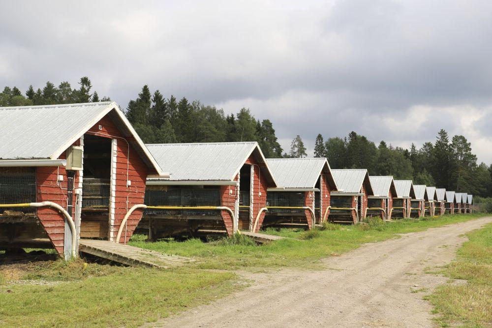 Flera små lador bredvid varandra.