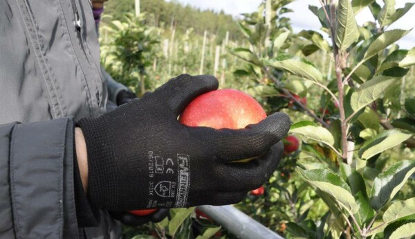 hand med handske håller i ett äpple vid ett äppelträd