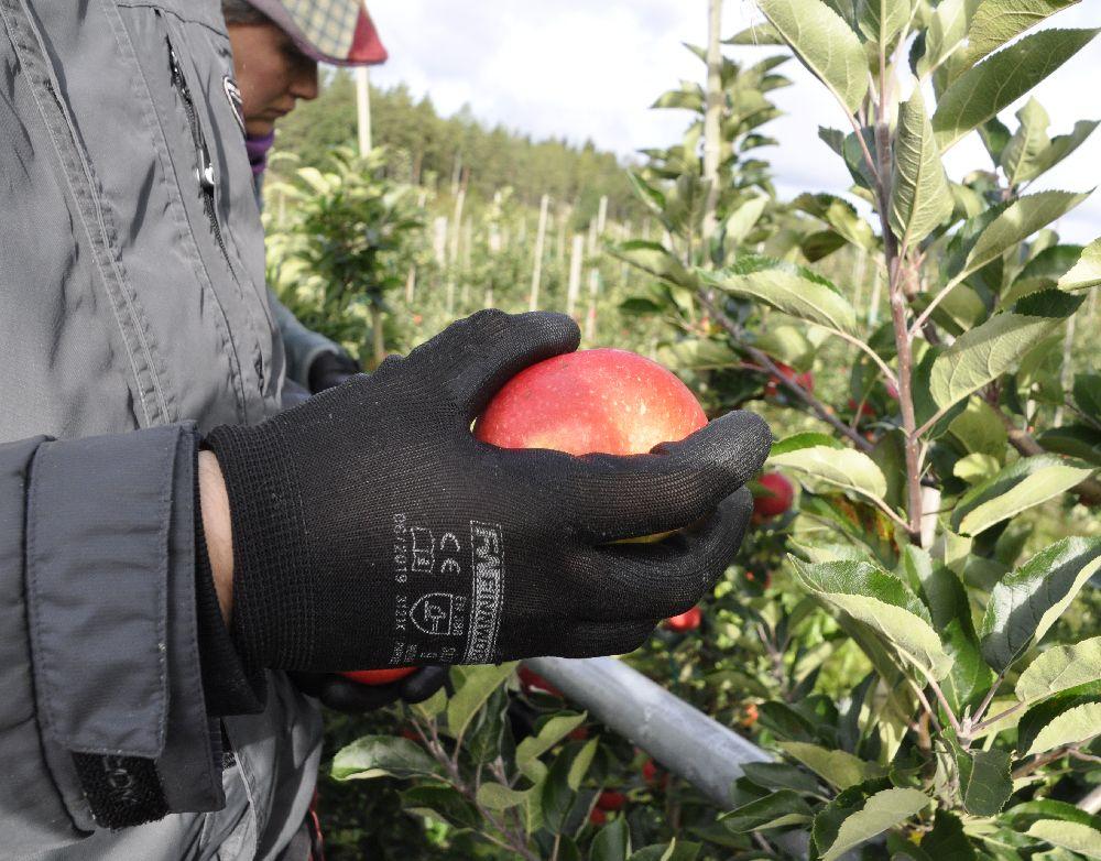 hand med handske håller i ett äpple vid ett äppelträd