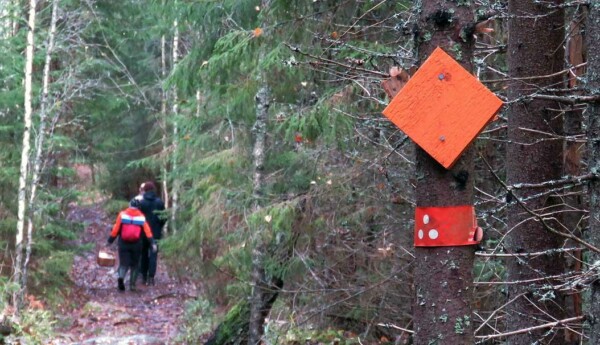 Skogsstig i nationalpark