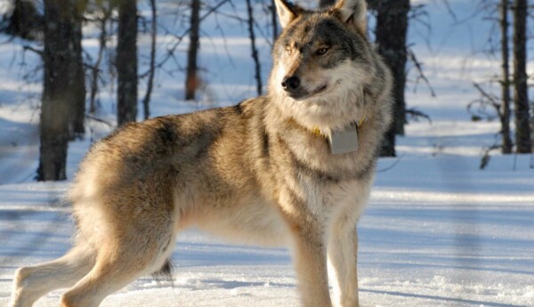 en varg i vintern.