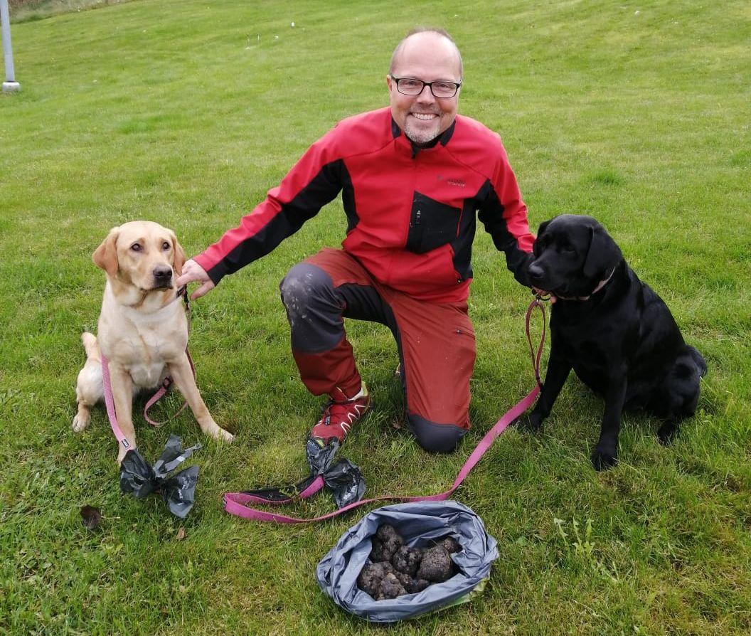 Två tryffelhundar, labradorer, med husse