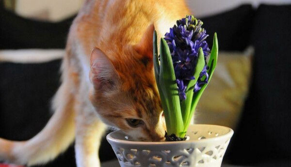 en katt nosar på en hyacintblomma.