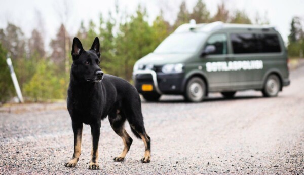 en svart schäferhund