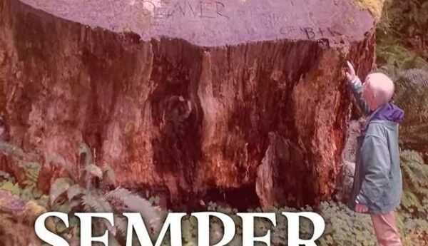 Omslaget på Nalle Valtialas bok "Semper betyder evighet". På bilden står han själv och tittar upp mot en enorm stubbe som är betydligt större än han själv.