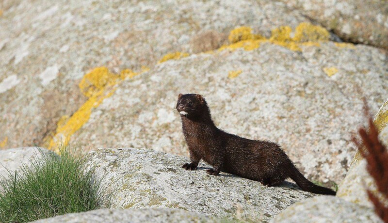 Mink på klippa
