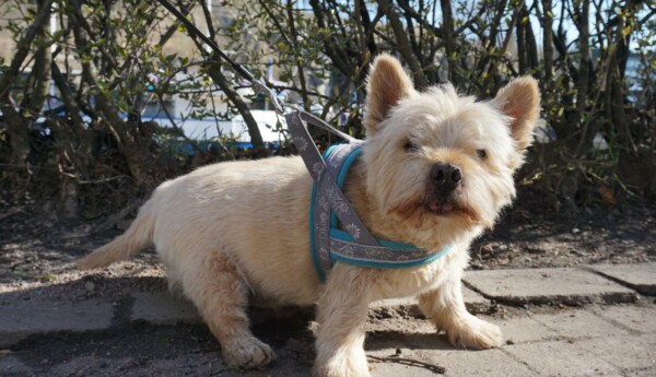 en liten hund