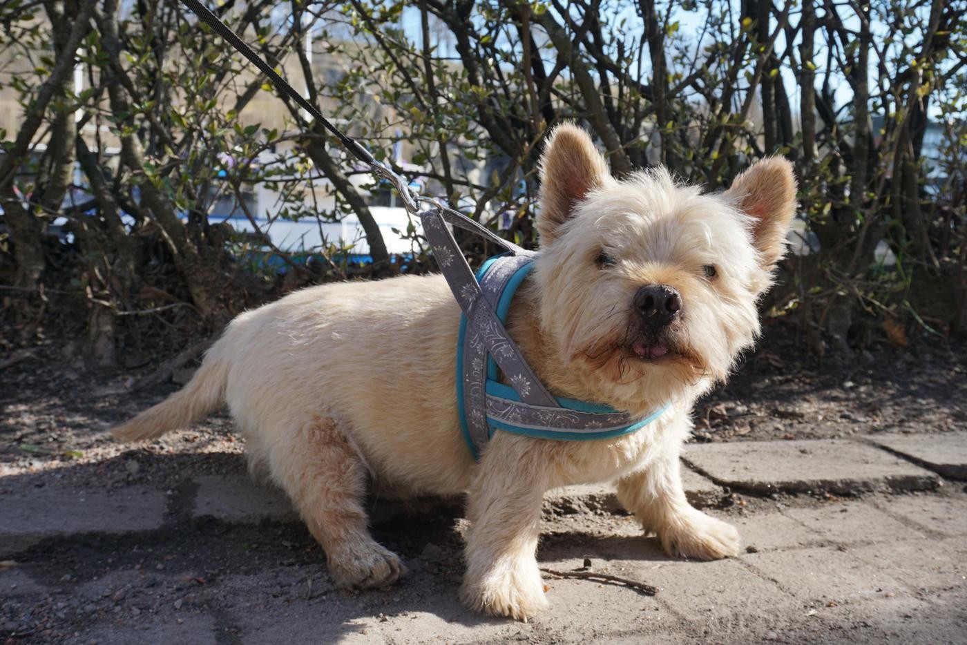 en liten hund