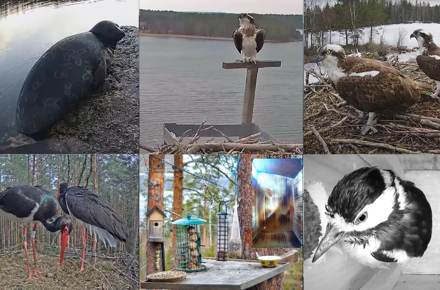 Kollage med bilder från naturkameror på nätet
