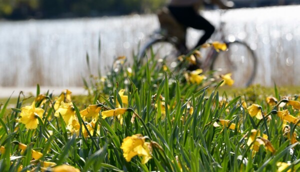 Blommor med en cykel i bakgrunden.