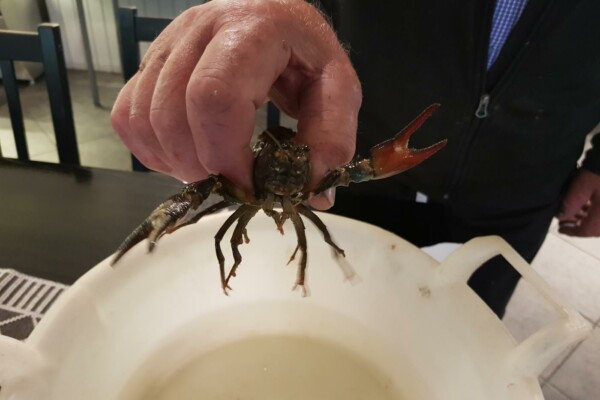 en hand håller en sprattlande kräfta