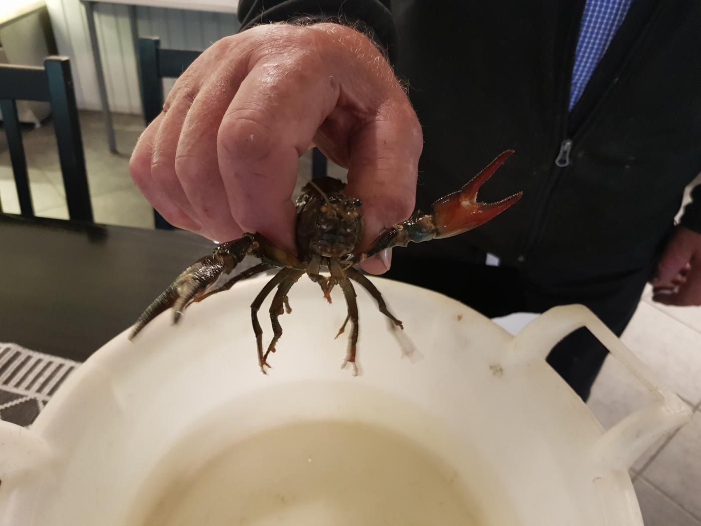 en hand håller en sprattlande kräfta