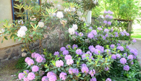 Vit och lila rhododendron vid husknuten på Casa Haartman.,