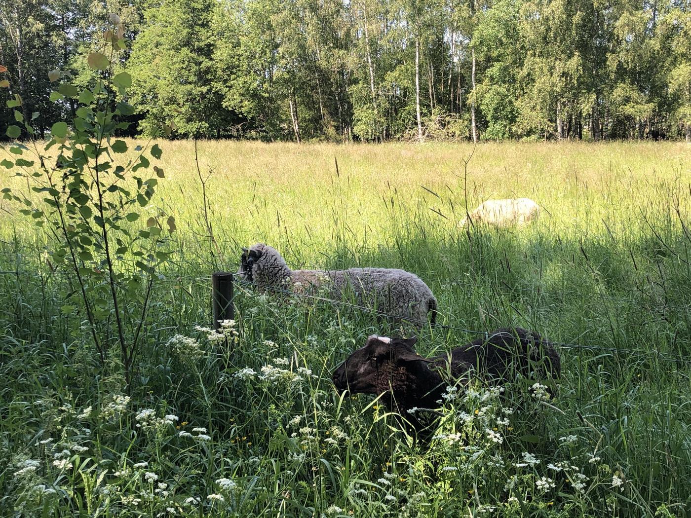 får på sommaräng