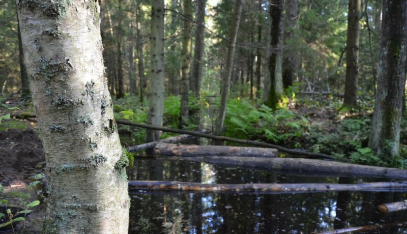 Bäck med träd i förgrunden i en skog.